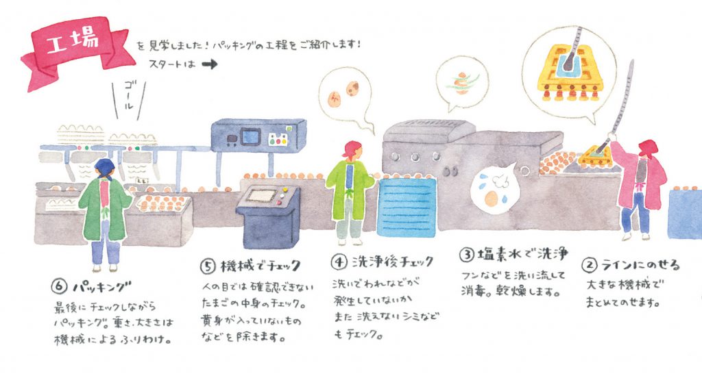 こめ育ちさくらたまご便り たまご 工場見学
